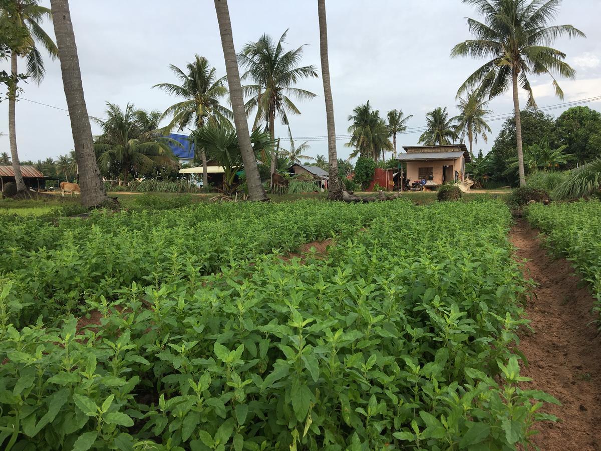 绿色生活小屋 暹粒 外观 照片